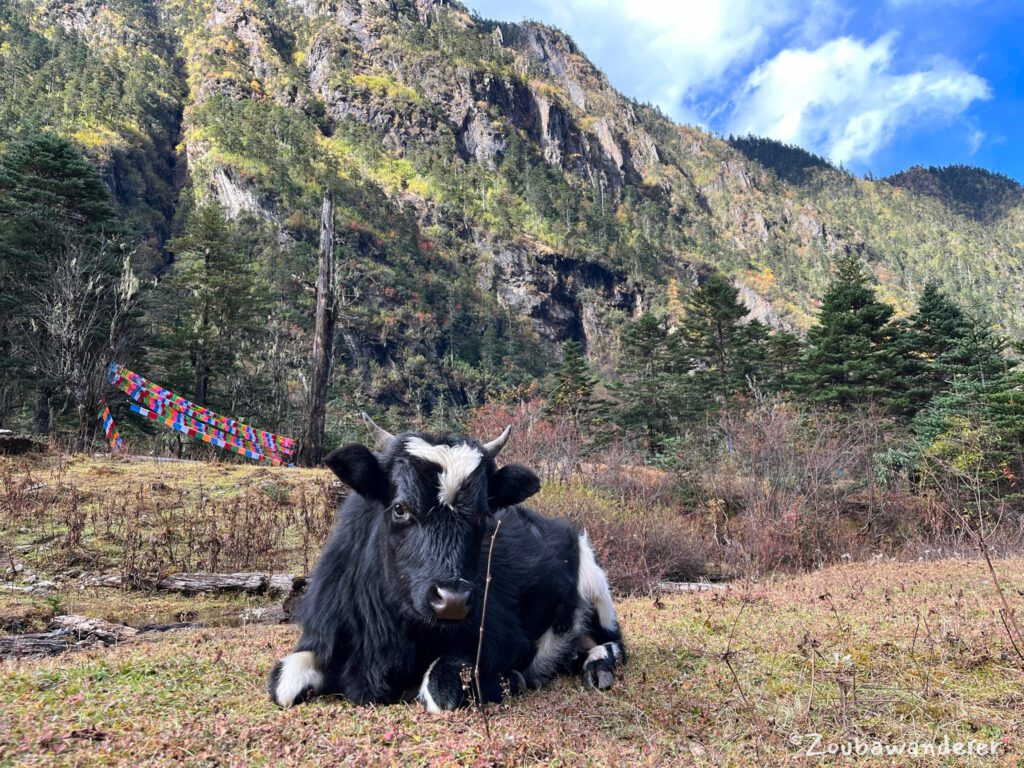 Nise 尼色牧场