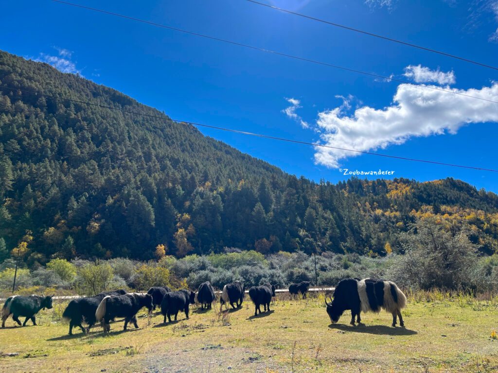 Grazing yaks along Abuji