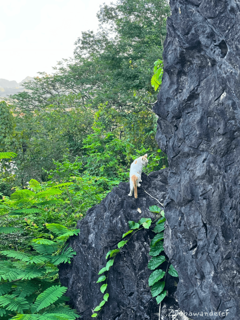 Cat at Phousi Hill