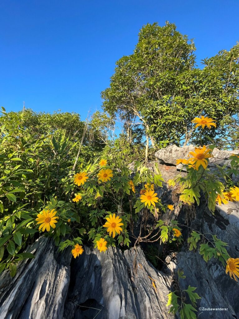 Flowers at Doi Pha Tang