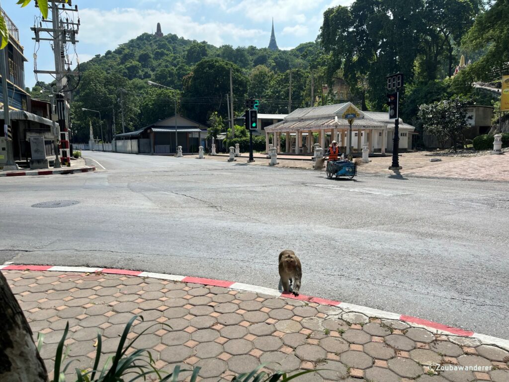 Monkey in Phetchaburi, near Phra Nakhon Khiri Historical Park