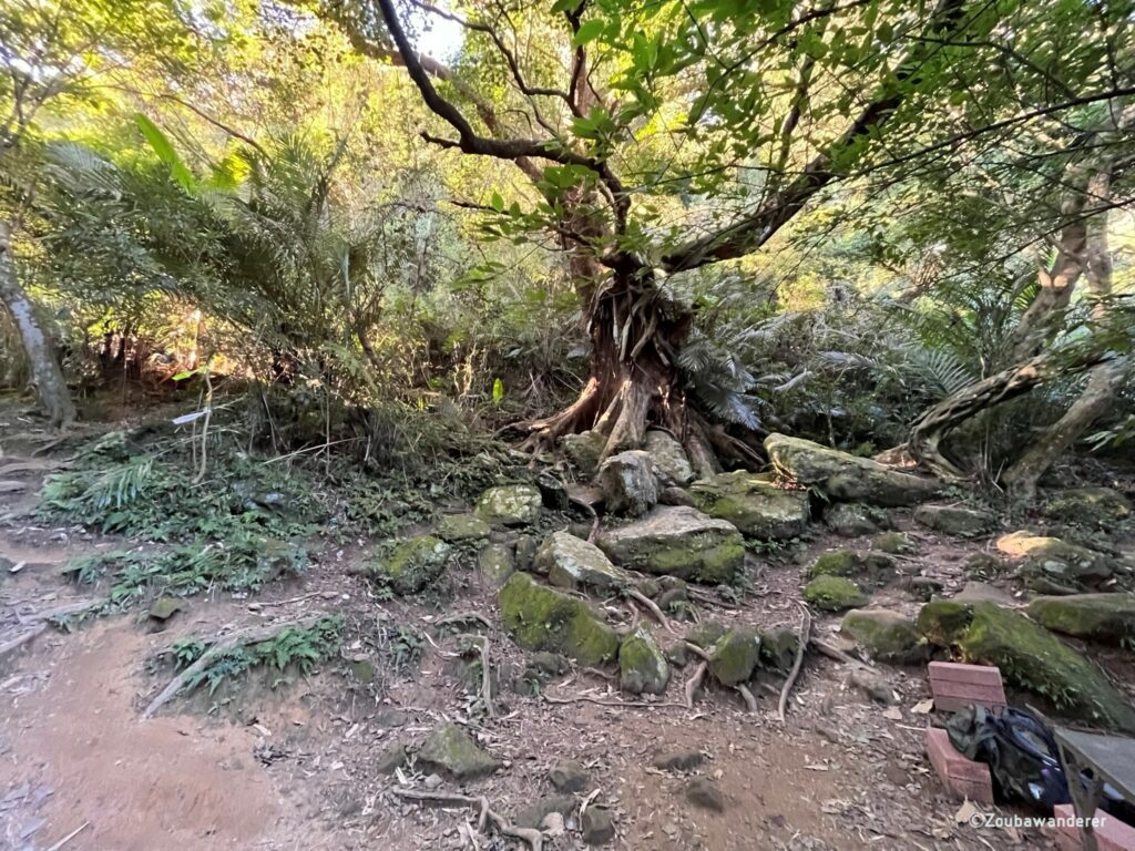 Tree at the junction towards the Peak